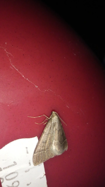 Theria rupicapraria - tavaszi kökényaraszoló