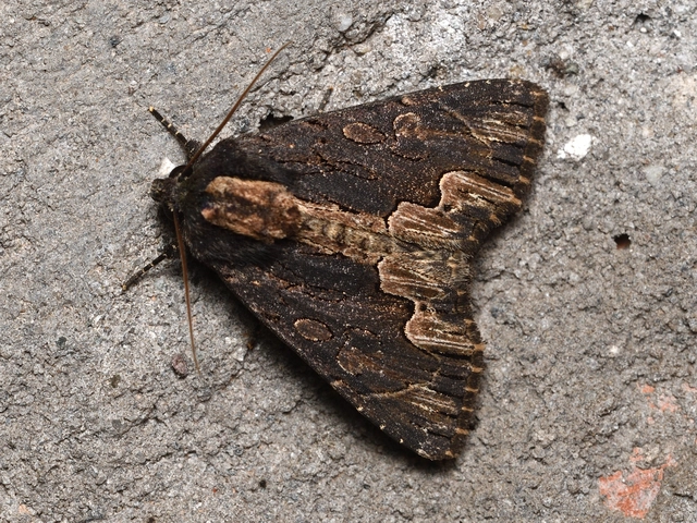 Dypterygia scabriuscula - szurokbarna nyáribagoly