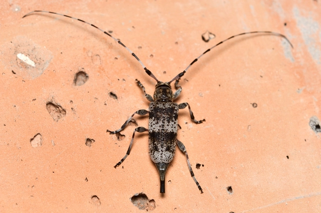 Acanthocinus griseus - szürke daliáscincér