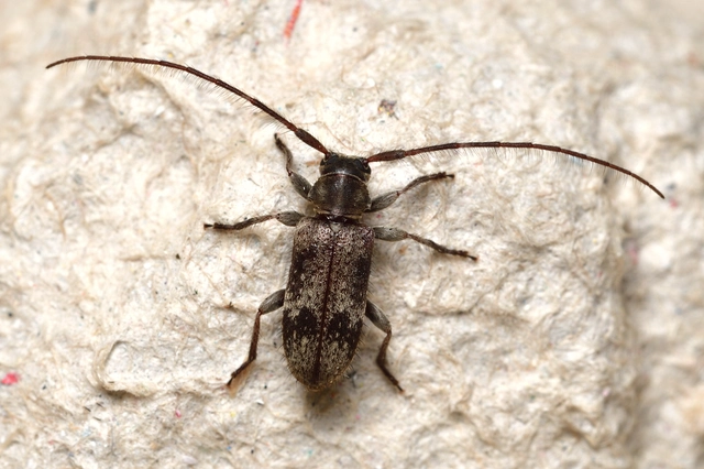 Exocentrus adspersus - tölgyfa-rőzsecincér