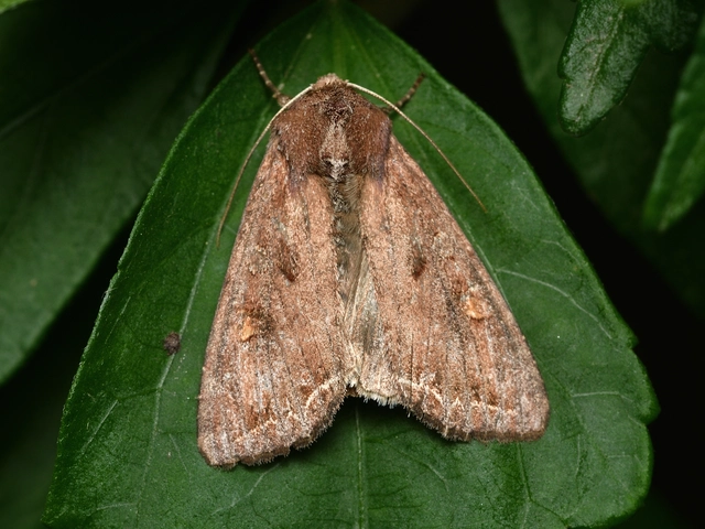 Lacanobia oleracea - saláta-kertibagoly
