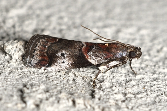 Acrobasis suavella - karszterdei karcsúmoly