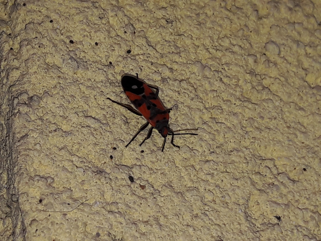Lygaeus equestris/simulans