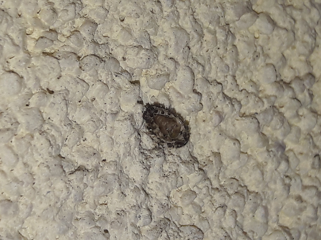 Exochomus quadripustulatus - négyfoltos szerecsenkata