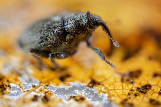 Ceutorhynchus pallidactylus - szőrös repce-ceutormányos