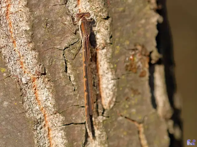 Sympecma fusca - téli rablószitakötő