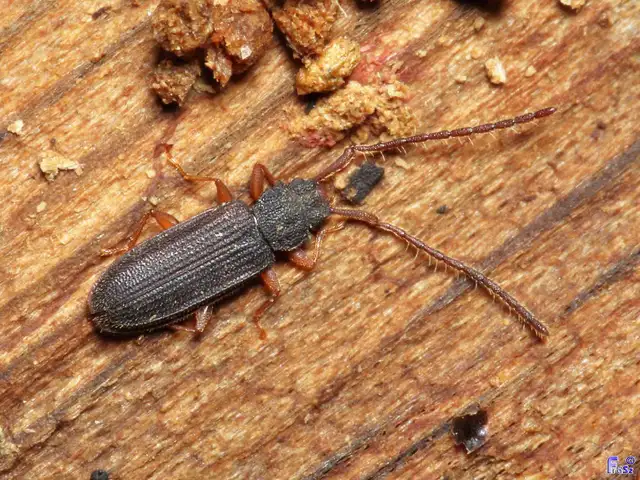 Uleiota planatus - hosszúcsápú fogasnyakú-lapbogár
