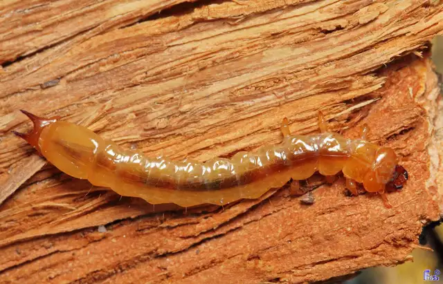 Pyrochroa