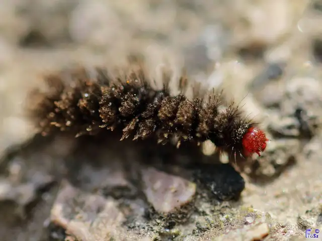Amata phegea - fehérpettyes álcsüngőlepke