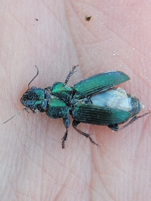 Harpalus distinguendus - mezei lomhafutó
