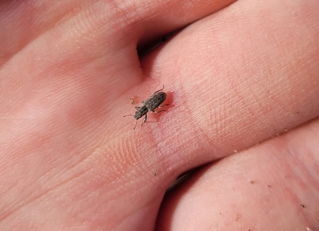 Sitona callosus - szempillás csipkézőbogár
