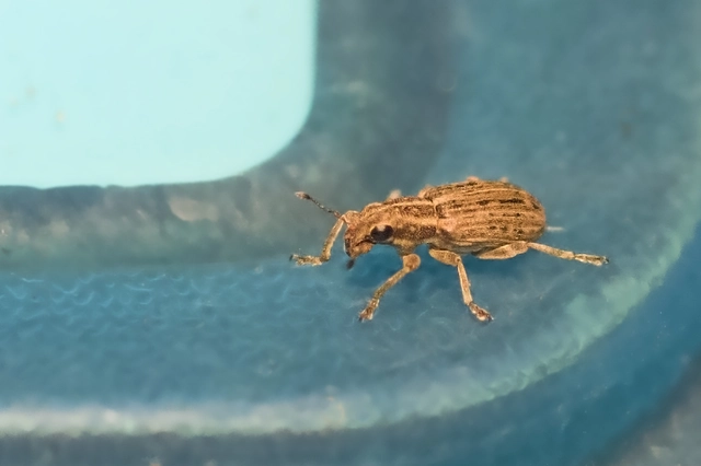 Sitona puncticollis - nagy csipkézőbogár
