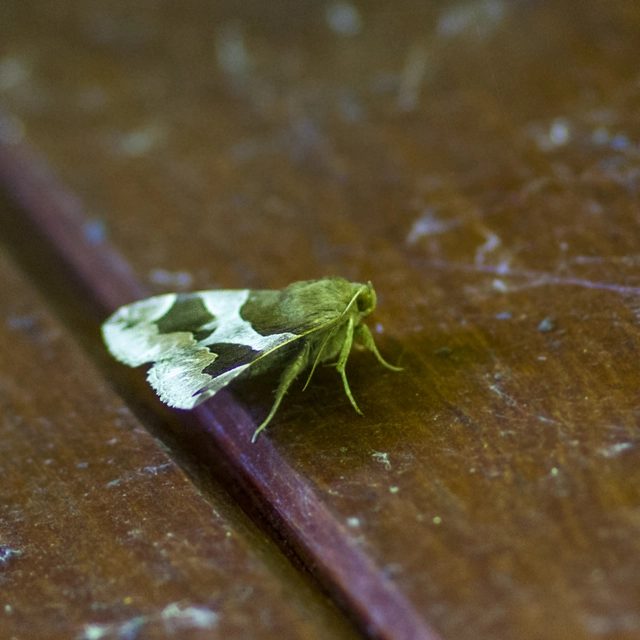 Dysgonia algira - déli porcelánbagoly