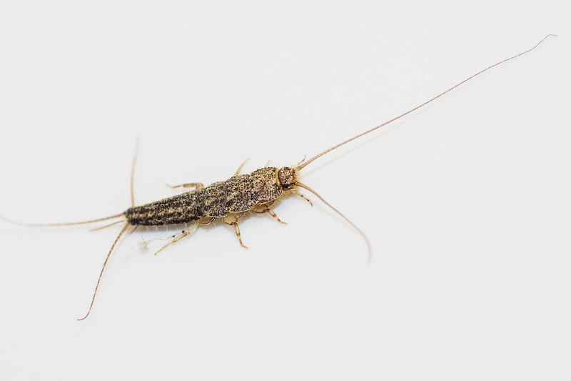 Ctenolepisma lineatum - sávos ősrovar