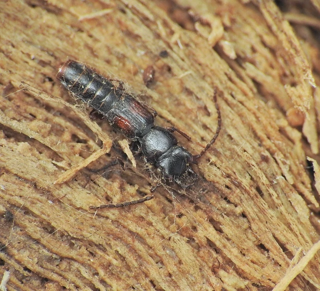 Siagonium humerale - vállfoltos lapholyva