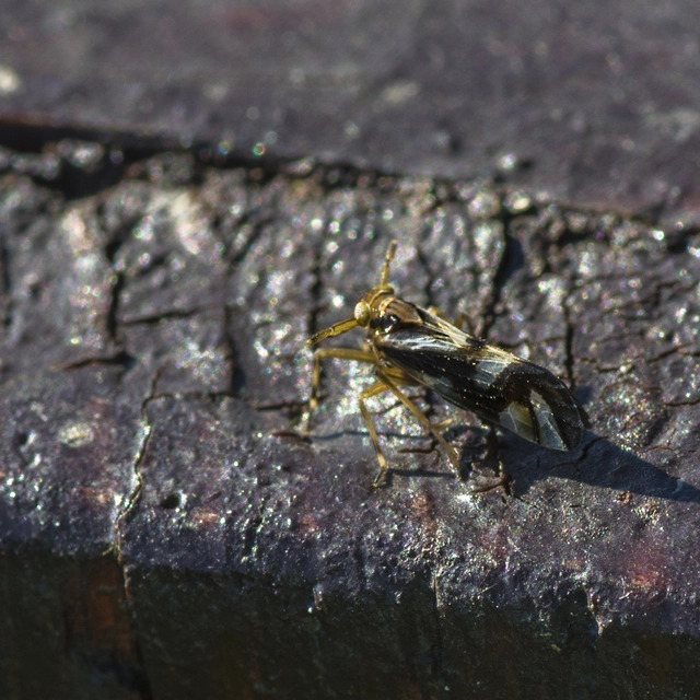 Delphax crassicornis