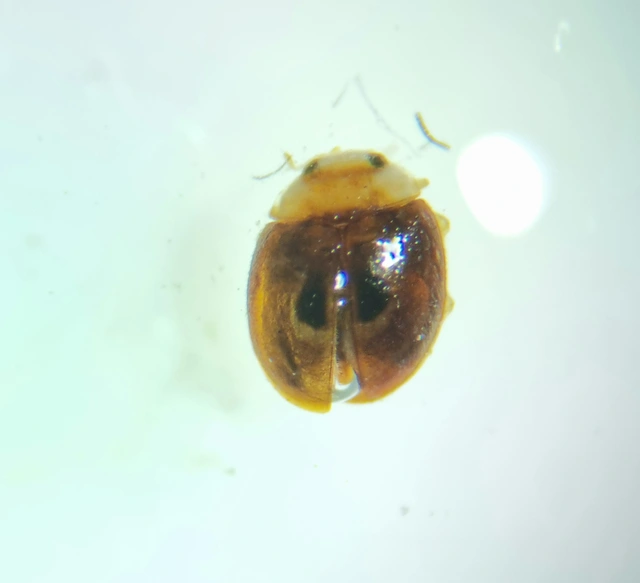 Clitostethus arcuatus - liszteske-bödice