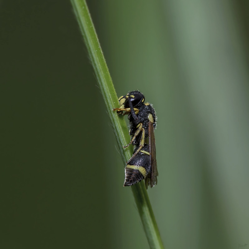 Alastor mocsaryi