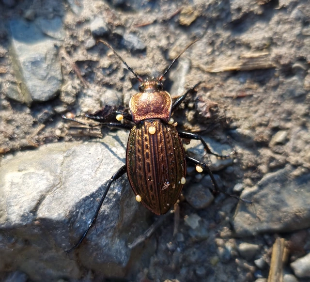 Carabus cancellatus - ragyás futrinka