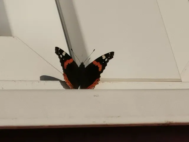 Vanessa atalanta - atalantalepke