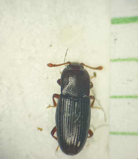 Cerylonidae - kéregbogárfélék Cerylonidae - kéregbogárfélék