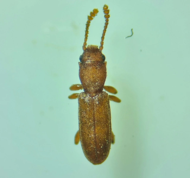 Silvanus unidentatus - rozsdás fogasnyakú-lapbogár