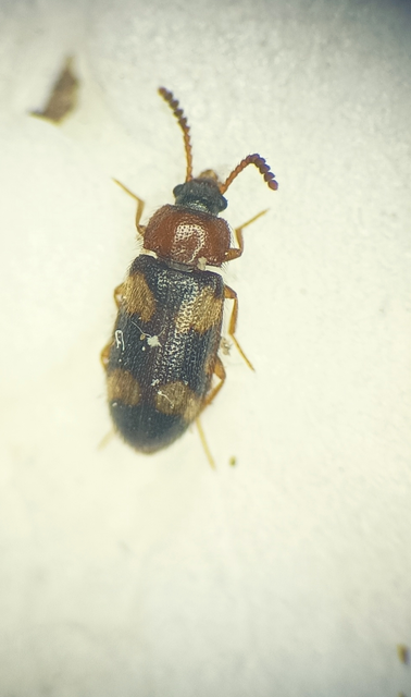 Mycetophagus fulvicollis - sárganyakú gombabogár