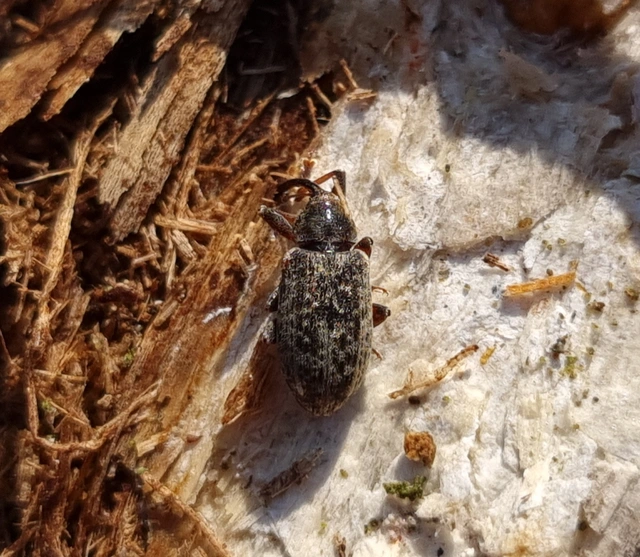 Dorytomus