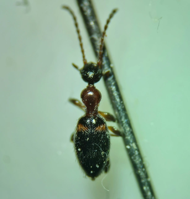 Anthelephila pedestris - hangyaszerű fürgebogár