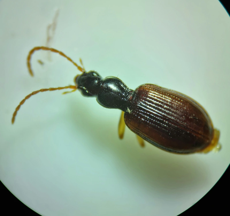 Oxypselaphus obscurus - barnás kisfutó