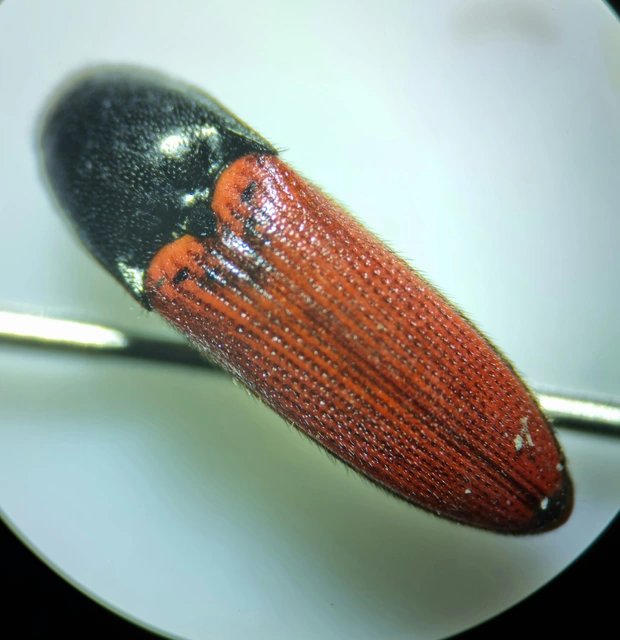 Ampedus