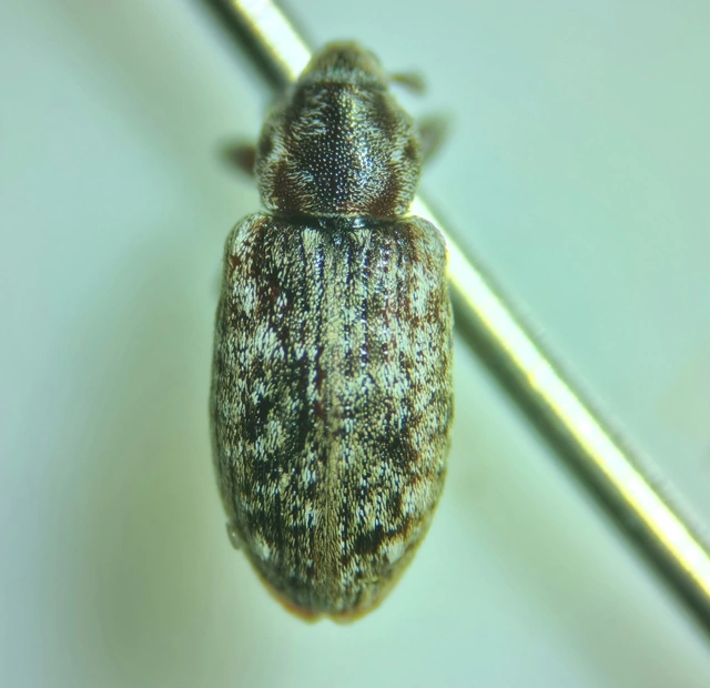 Dorytomus