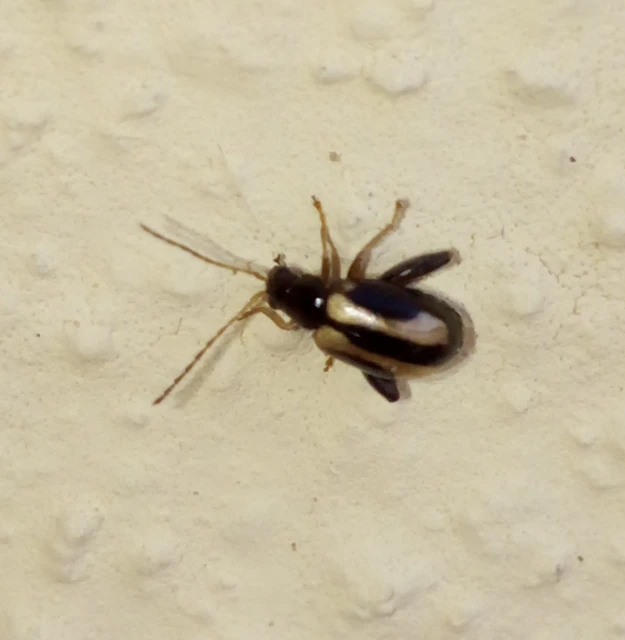 Longitarsus nigrofasciatus - feketefejű ökörfarkkóró-földibolha