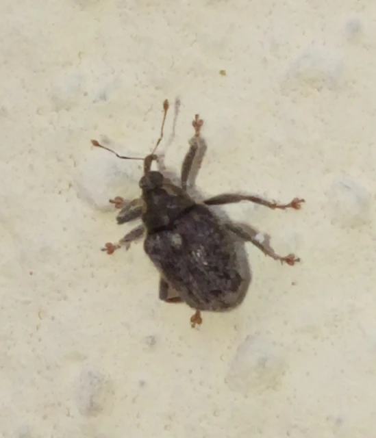Ceutorhynchus pallidactylus - szőrös repce-ceutormányos