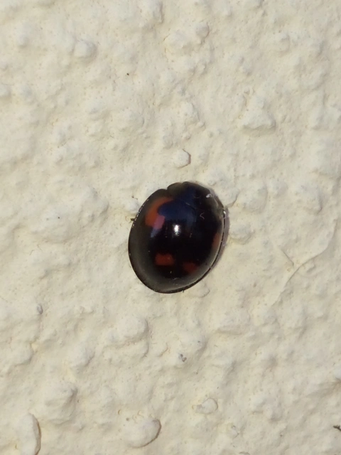 Exochomus quadripustulatus - négyfoltos szerecsenkata