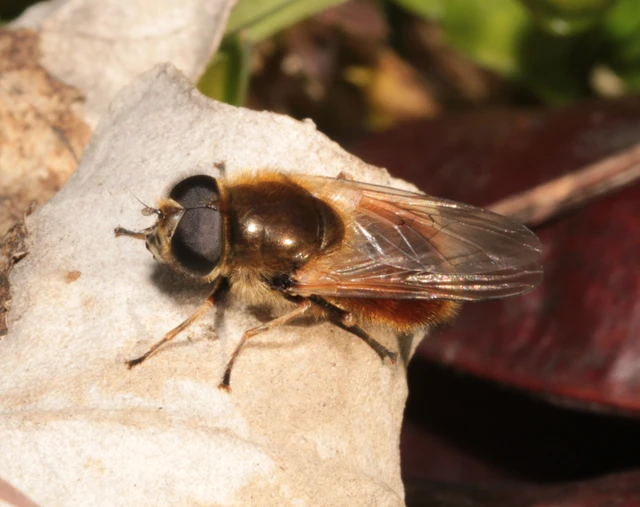 Cheilosia