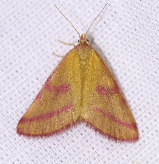Lythria purpuraria - bíborsávos araszoló
