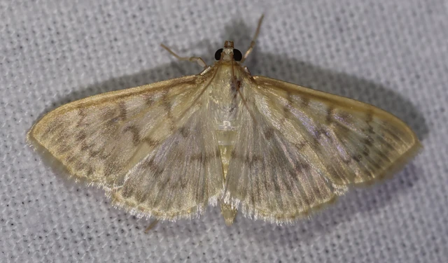Patania ruralis - csalánevő tűzmoly