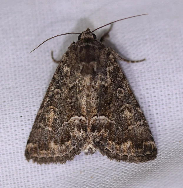 Thalpophila matura - fakó erdeibagoly