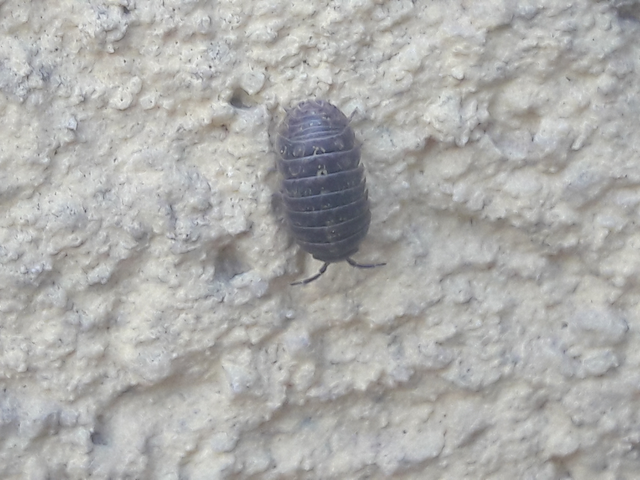 Isopoda - Ászkarákok