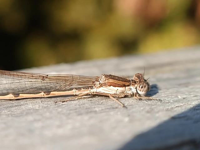 Sympecma fusca - téli rablószitakötő