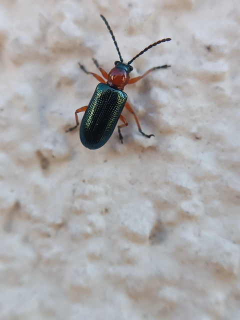 Oulema melanopus/duftschmidi