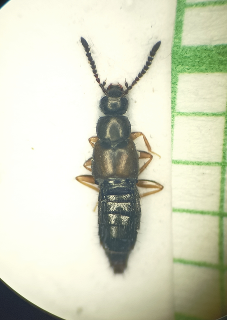Atheta aeneicollis - fémes penészholyva