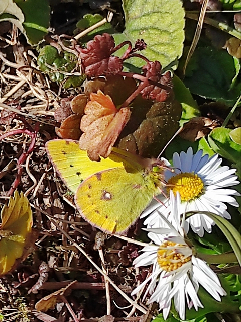 Colias erate - csángó-kéneslepke