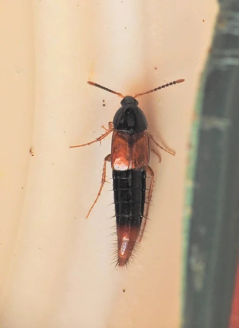 Bolitobius castaneus - pirosöves gombászholyva