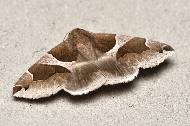 Dysgonia algira - déli porcelánbagoly