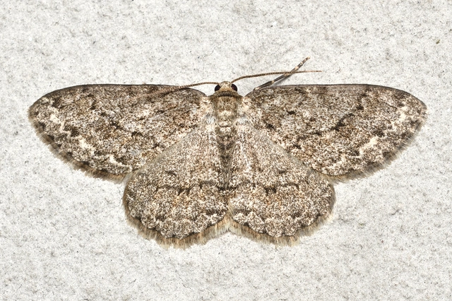 Ectropis crepuscularia - avararaszoló