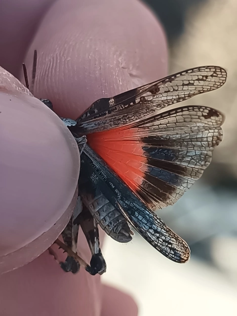 Acrotylus insubricus - önbeásósáska