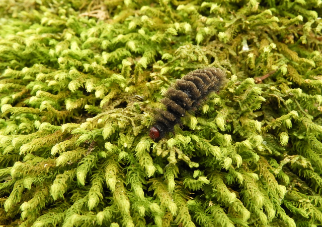 Amata phegea - fehérpettyes álcsüngőlepke