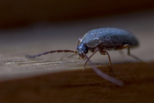 Hymenalia rufipes - rőtlábú alkonybogár